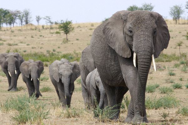 African Elephants in Queen Elizabeth National Park