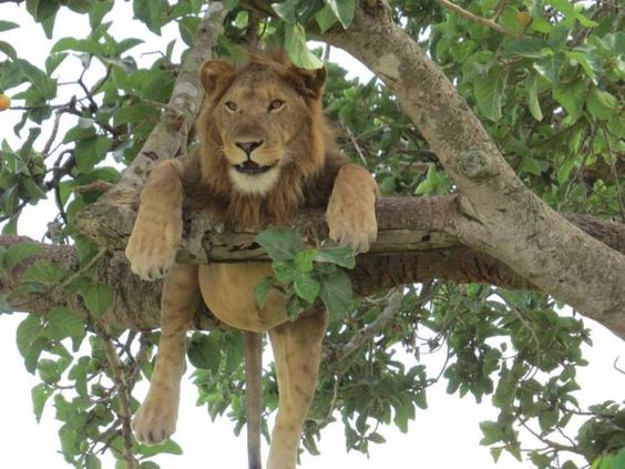 Ishasha Tree Climbing Lions
